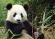World's Most Expensive Tea Made Using Panda Poo!